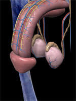 Image result for Penile Cancer