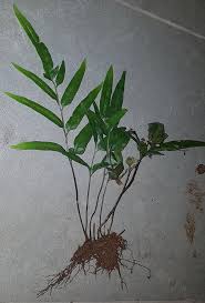 Image result for Lindsaea ensifolia