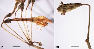 Image result for Commicarpus pedunculosus