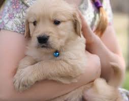 Our golden retriever puppies are the perfect family companion for all ages. Blog Archives Windy Knoll Golden Retrievers