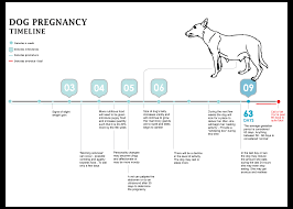 Dog Pregnancy Chart Week By Week Best 25 Trimester