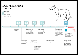 dog pregnancy chart week by week best 25 trimester