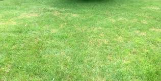 Why Is My Lawn Yellow Red And Even Black Chippers Inc • what color do color vision deficient people dream in? my lawn yellow red and even black