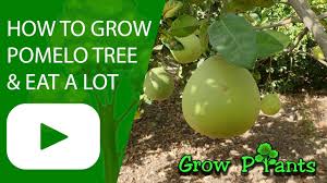 It has persistent bright green leaves and divinely scented white flowers in spring. Pomelo Tree How To Grow Care