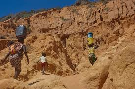 Image result for Caroxylon littoralis