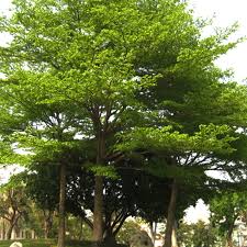 Image result for Terminalia mantaly