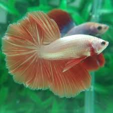Hm Prince Of The White For Sale 35 Usd By Nice Betta Thailand Buy It Now Www Nicebettathailand Com Contact Us Betta Fish Pet Pets