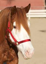 Maybe you would like to learn more about one of these? Ready For Adoption Red Bucket Equine Rescue