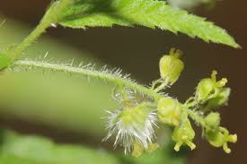 Image result for Tragia rupestris