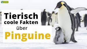 Fakten über pinguine