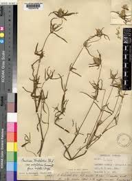 Image result for Pandiaka