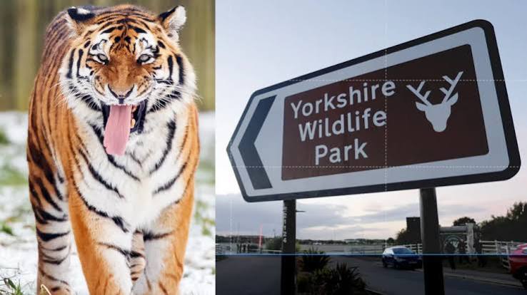 Man enters tiger enclosure at England wildlife park, gets killed in attack | World News
