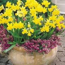 Narcissi Cyclamineus Tete A Tete Quite Possibly The Most Renowned Dwarf Daffodil On The Market Today Growing Bulbs Home Vegetable Garden Daffodils