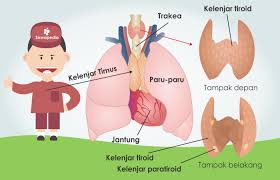 Fungsi kelenjar pituitari adalah untuk mengatur dan melepaskan hormon tertentu dalam tubuh. Kelenjar Tiroid Dan Paratiroid Siswapedia