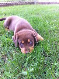 Black And Tan Labrador For Sale Lab Rottie Mix Rottweiler Puppies Rottweiler Rottweiler Mix