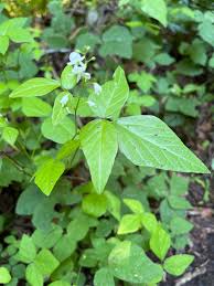 Image result for Hylodesmum