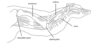 Cross section of a chicken bone. Http Www2 Mbusd Org Staff Pware Labs Chickenwingdissection Pdf