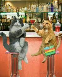 Pin Di Sara Su Aquilalibera Immagini Di Buon Compleanno Buon Compleanno Video Di Gatti Buffi