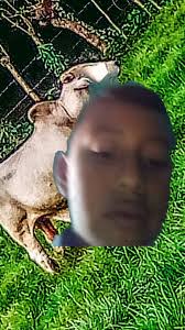 Francisco Gregorio flores