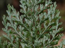 Image result for Vandenboschia gigantea