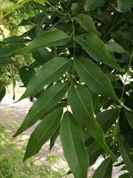 Image result for Lonchocarpus