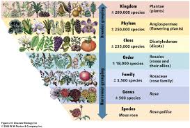 classification system chart how is this analogous to the