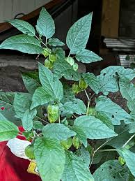Image result for Physalis angulata