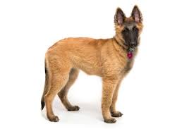 See more ideas about belgian tervuren, tervuren, belgian shepherd. Belgian Tervuren Dog Breed Information