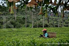 Tampilannya yang cantik dan menawan sering kali menarik perhatian banyak orang, dan ingin merawatnya di rumah. Perkebunan Karet Siapkan Turunan Uu Cipta Kerja Pemerintah Atur Batas Penggunaan Lahan Perkebunan