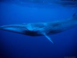 Sei Whale Balaenoptera Borealis Found In Almost Every Ocean Of The World Less Frequently In Polar Waters Than The Other M Whale Whale Facts Ocean Animals