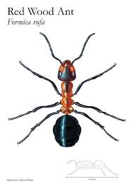 Red Wood Ant Scientific Illustration By Wirenart Scientific Illustration Wood Ants Illustration