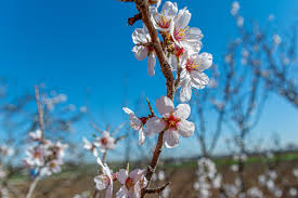 Über 7 millionen englischsprachige bücher. Flowering Almond Tree Free Photo On Pixabay