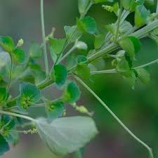 Image result for Hemarthria natans