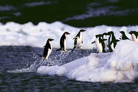 Climate Change And Animals The Christian Science Monitor Animals Climate Change Adelie Penguin