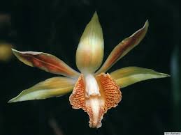 Image result for Phaius occidentalis