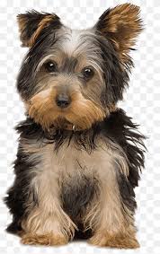 We did not find results for: Shenki Png Images Pngwing