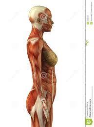 Image Result For Muscular System Anatomical Chart Hd Art