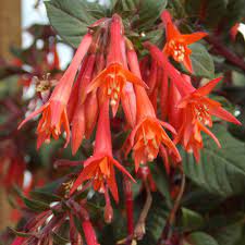 We did not find results for: Gartenmeister Fuchsia Plants For Sale Free Shipping