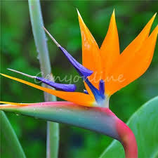 Bird Of Paradise Plant For Sale Near Me 10x Strelitzia Reginae Flower Seeds Tropical Bird Of Paradise Mallowwort Mallow Birds Of Paradise Flower Flower Seeds Birds Of Paradise Plant