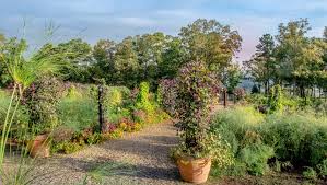 The warm days and cool nights in fall make it the perfect season to plant shrubs, giving them time to settle in and spread their roots before going dormant in winter. What To Plant In Your Fall Vegetable Garden P Allen Smith