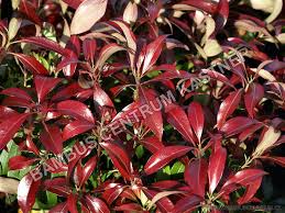 Image result for Pieris japonský obrázek