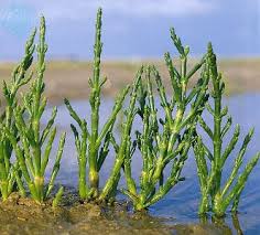 Image result for Salicornia pachystachya