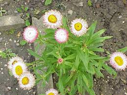 Image result for Helichrysum cephaloideum