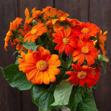 Image result for Tithonia rotundifolia