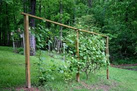 Many first time grape growers plant their vines first before installing a trellis in the rush and excitement of just getting started. New Trellis For Grapes Grape Vine Trellis Grape Trellis Vine Trellis Diy