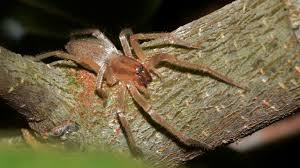 Camel spiders are actually solpugids, not true spiders and related to scorpions. 6 Most Common Utah Spiders Elevate Pest Control