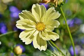 How To Grow Cosmos Flowers Greenmylife