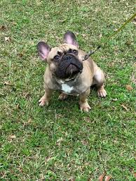 Dogs , cats , horses. Beaufort Sc French Bulldog Home Facebook
