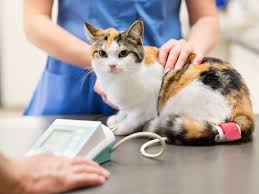 Use our blood pressure chart to learn what your blood pressure levels and numbers mean, including normal blood pressure blood pressure numbers of less than 120/80 mm hg are considered within the normal range. What To Do If Your Cat Is Losing Weight