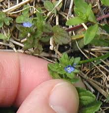 Maybe you would like to learn more about one of these? Tiny Blue Flowers In The Yard